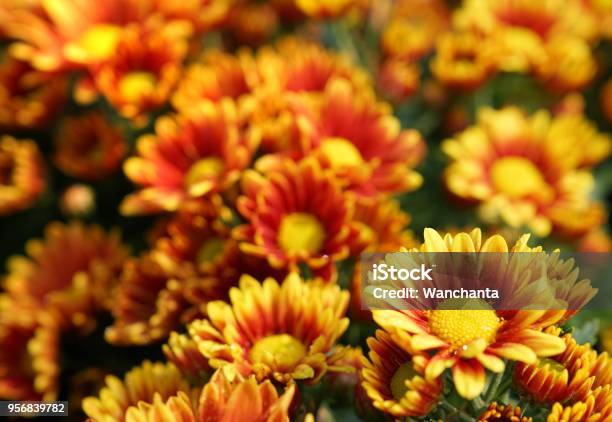 Flor Flores De Crisantemo Amarillo Naranja Foto de stock y más banco de imágenes de Crisantemo - Crisantemo, Amarillo - Color, Belleza