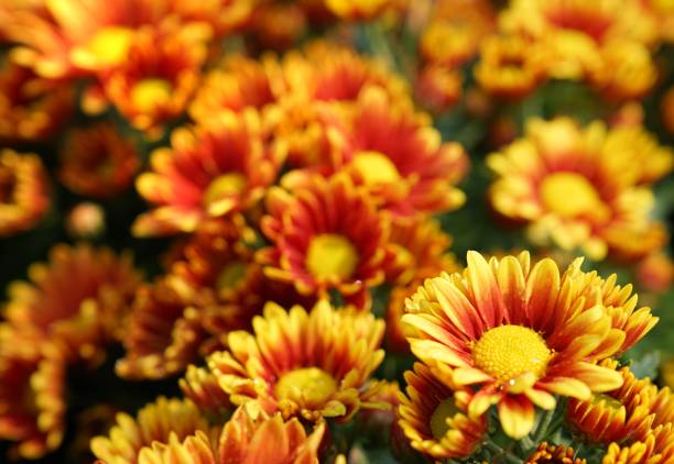 beautiful chrysanthemum on a colored background