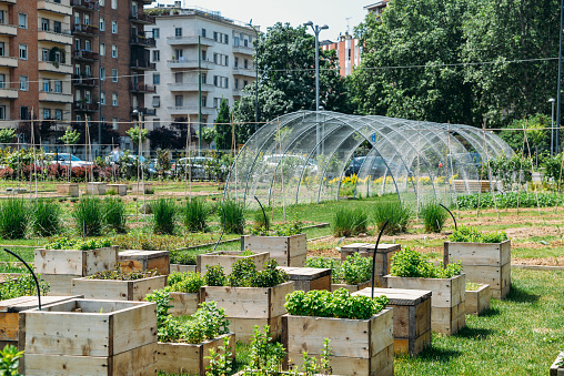 Concepto de la sostenibilidad de la agricultura urbana, en Milán, Lombardía, Italia. photo