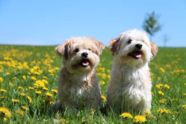 two small dogs sitting in the garden