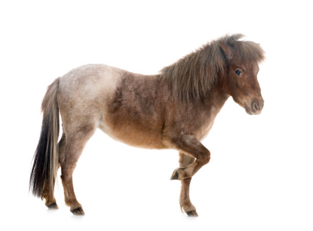 istock Falabella miniature horse 956850266