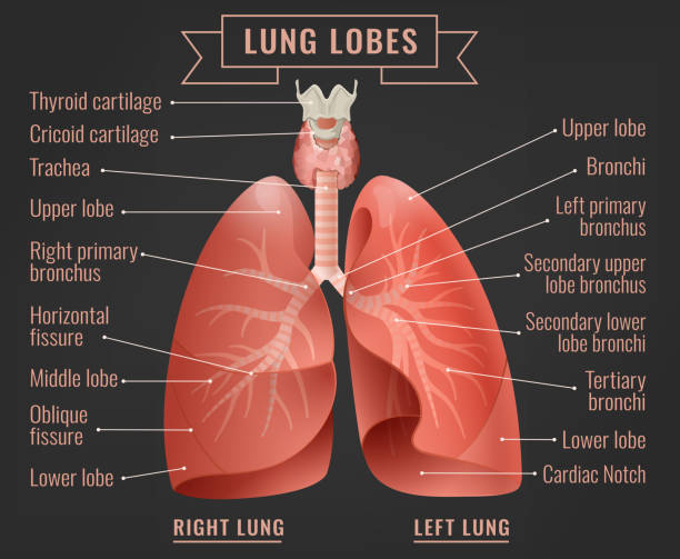 ilustrações, clipart, desenhos animados e ícones de infográfico de pulmão humano - inhaling human lung problems anatomy