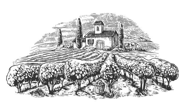 ilustraciones, imágenes clip art, dibujos animados e iconos de stock de paisaje rural con villa, los campos de viñedos y colinas. ilustración de vector vintage blanco y negro dibujado por etiqueta, cartel - tuscany