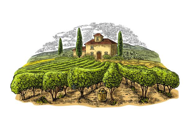 сельский пейзаж с виллой, виноградниками и холмами. векторная гравировка - tuscany stock illustrations