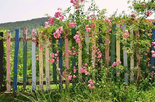 Pink climbing rose growing on the colorful wooden fence