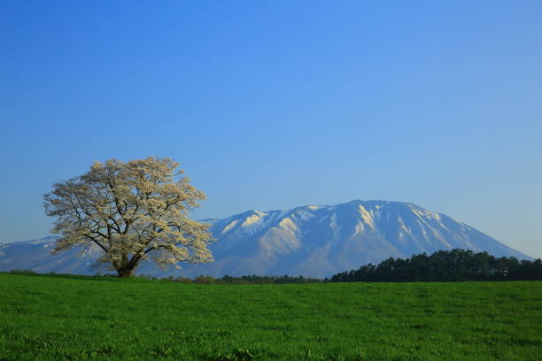 istock Mt. Iwate and Ikura cherry tree 956856080
