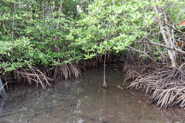 istock Mangrove on a river at Koh Kood island, Thailand 956856100