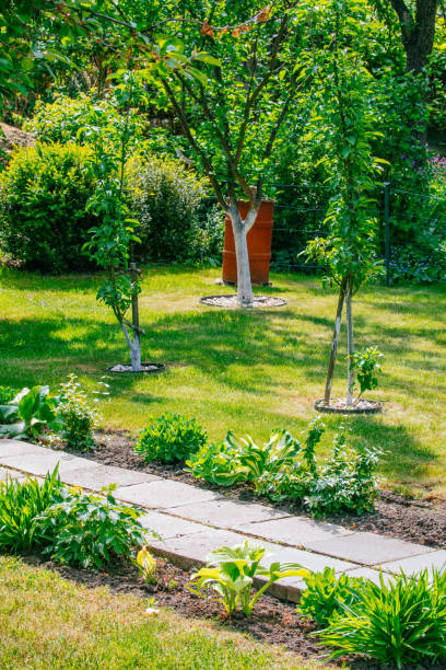 istock Beautiful Home garden Allotment in spring 956859282