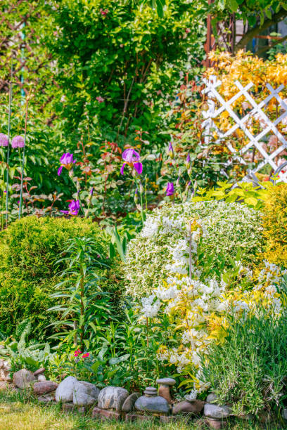 istock Beautiful Home garden Allotment in spring 956859306