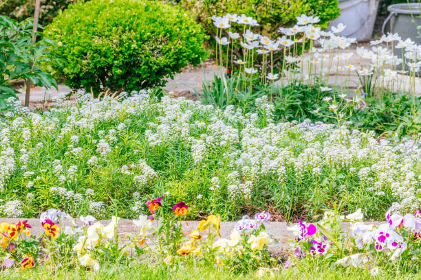 Beautiful Home garden Allotment in spring time