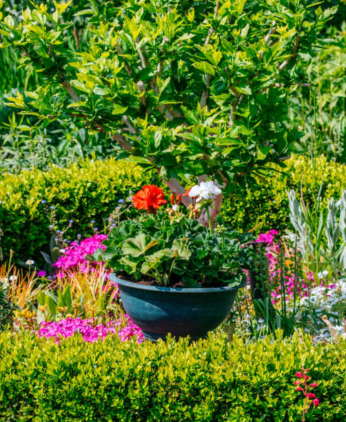 Beautiful Home garden Allotment in spring time