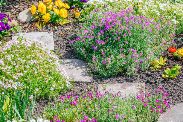 istock Beautiful Home garden Allotment in spring 956859612