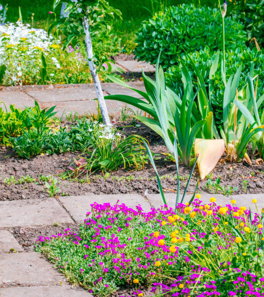 istock Beautiful Home garden Allotment in spring 956859664