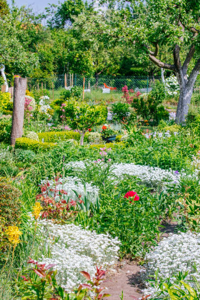 istock Beautiful Home garden Allotment in spring 956860206