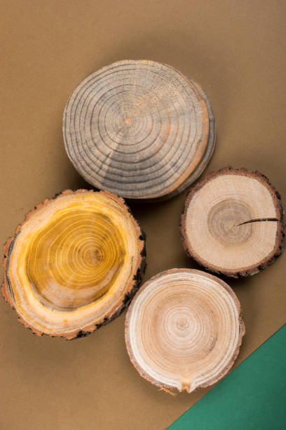 istock Small piece of cut wood logs in round shape 956861116
