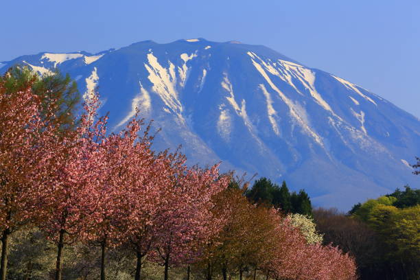 istock Mt. Iwate and a row of cherry blossoms 956864510