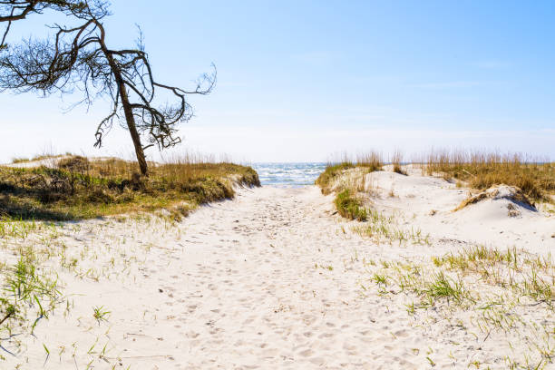 istock Path through sand dunes to the water 956864984
