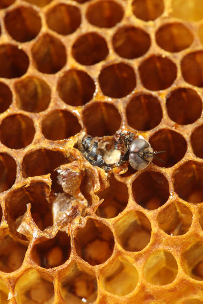 istock birth of honeycomb and honey bee 956865566