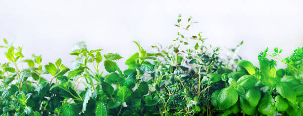 istock Green fresh aromatic herbs - melissa, mint, thyme, basil, parsley on white background. Banner collage frame from plants. Copyspace. Top view. Toned effect 956866518