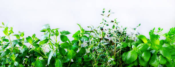 istock Green fresh aromatic herbs - melissa, mint, thyme, basil, parsley on white background. Banner collage frame from plants. Copyspace. Top view 956866630