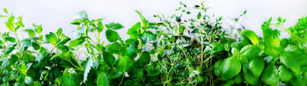 istock Green fresh aromatic herbs - melissa, mint, thyme, basil, parsley on white background. Banner collage frame from plants. Copyspace. Top view. Toned effect 956866650