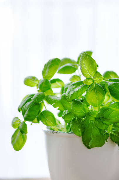 istock Fresh basilic in pot, herb with water drops and sunlight on white background. Macro. Close up. Copy space 956867288