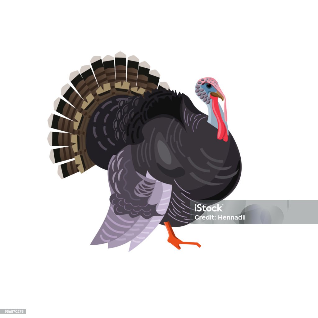 Bird turkey vector Bird turkey. Vector picture isolated on white background,side view image Turkey - Bird stock vector