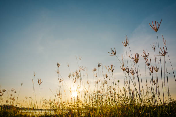 istock Grass flower on sunset landscape 956875278