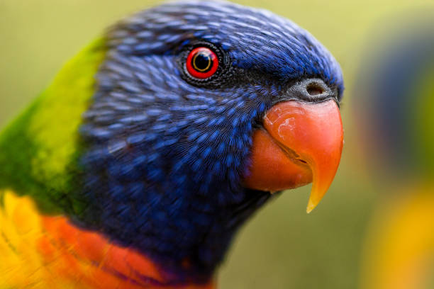 istock Portrait of a rainbow lorikeet 956875676