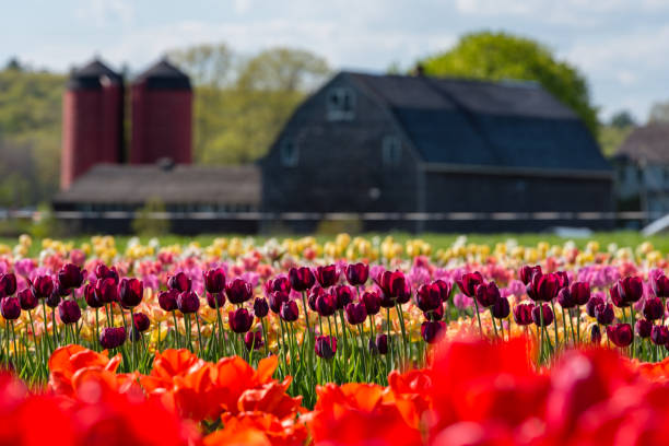 Tulip Farm A tulip farm in Kingston, Rhode Island. Shallow depth of field with focus on middle row of flowers. rhode island photos stock pictures, royalty-free photos & images