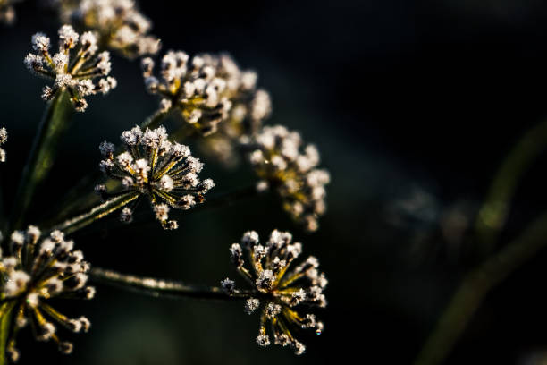 istock Frozen flower in blue tone, very shallow focus 956878720