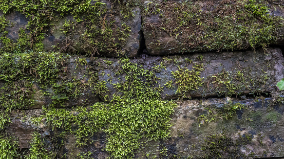 Wall of stone overgrown with moss. Background