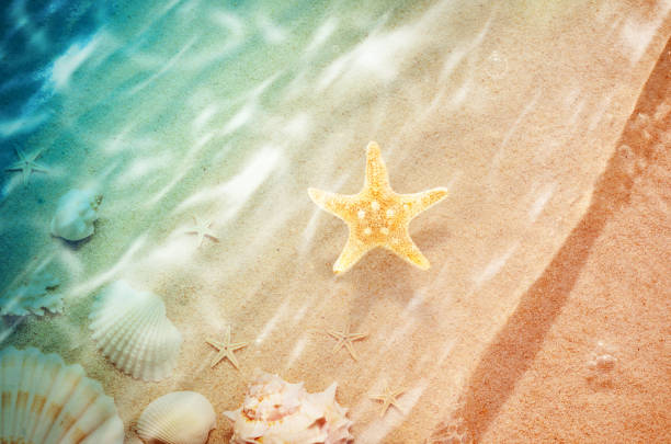 istock starfish on the summer beach with sand 956882122