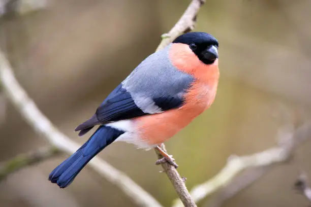 A Malke Bullfinch perched on a branch, Spring, UK, Durham.