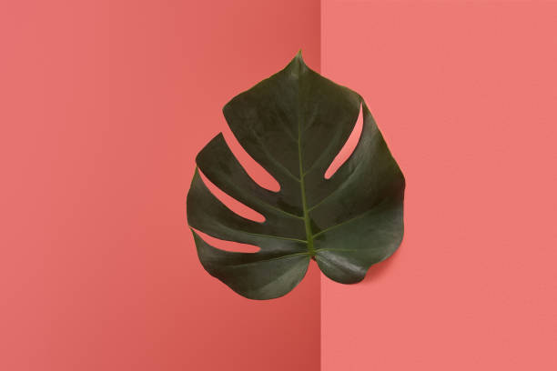 istock beautiful monstera leaf sticking out behind corner on red 956882794