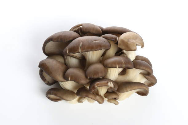 istock Oyster mushrooms on a white background 956884224