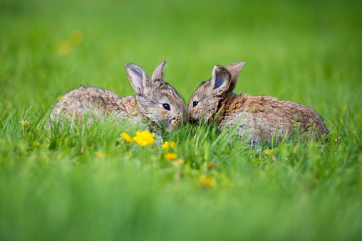 Cute two little hare sitting in the grass. Picturesque habitat, life in the meadow