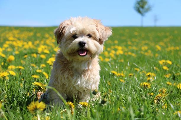 small mixed dog portrait in the garden small mixed dog is sitting on a field with dandelions maltese dog stock pictures, royalty-free photos & images