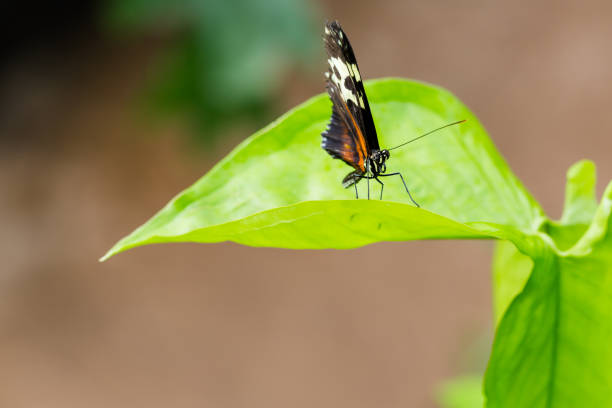 istock Exotic black butterfly on vivid green leaf. 956887728