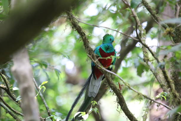 istock Beautiful Resplendent Quetzal Bird 956887754