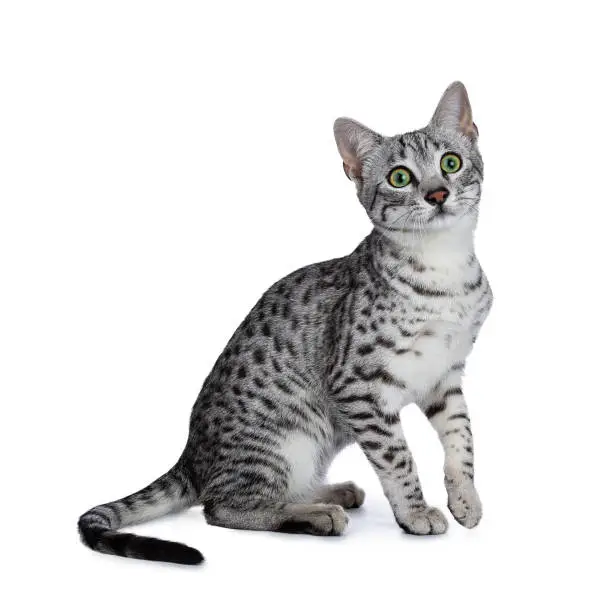 cute silver spotted egyptian mau cat kitten on white background