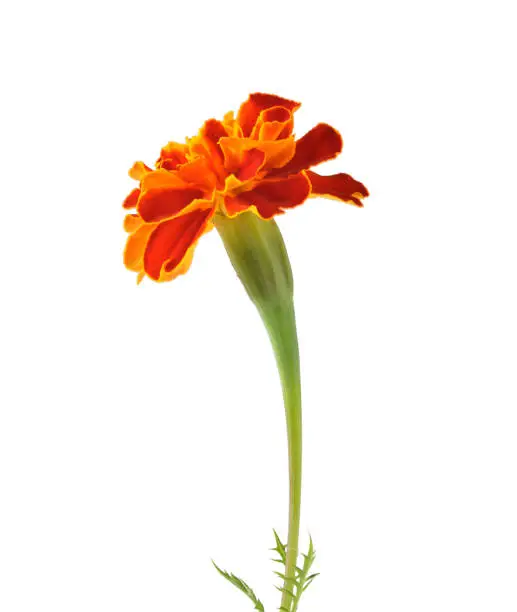 Photo of Tagetes isolated on background