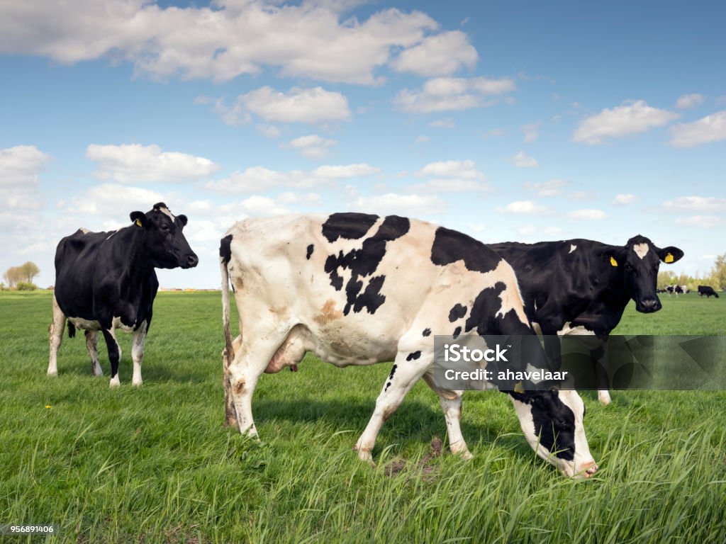 black and white cows in green grassy meadow under blue sky in holland black and white cows in green grassy meadow under blue sky in the netherlands Cow Stock Photo