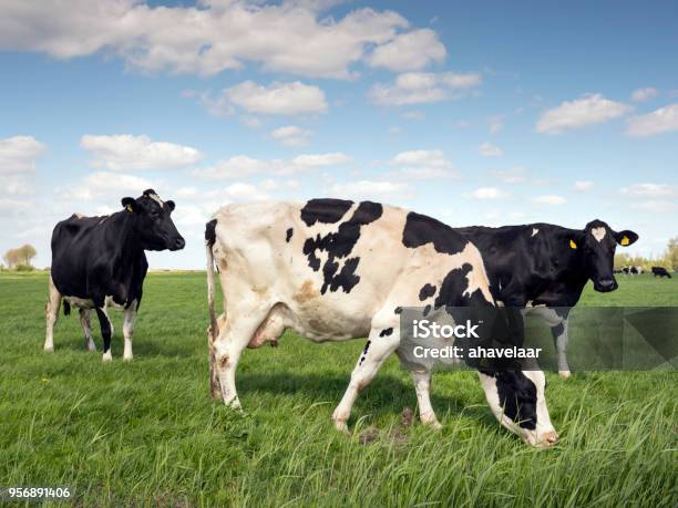 Black And White Cows In Green Grassy Meadow Under Blue Sky In Holland Stock Photo - Download Image Now