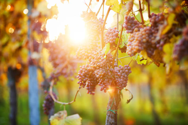istock Bunch of pink grapes in the vineyard 956895744
