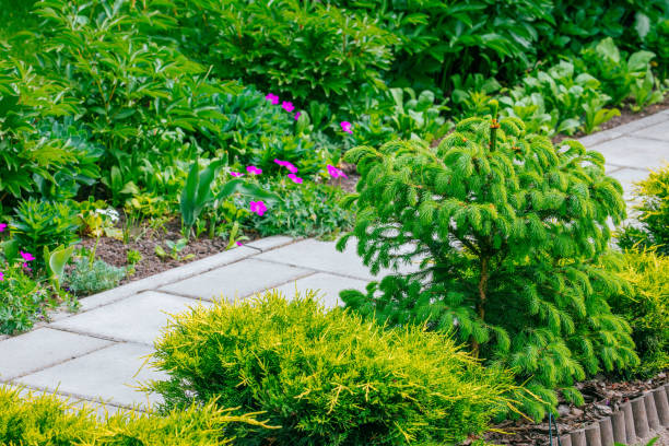istock Beautiful Home garden Allotment in spring 956895964