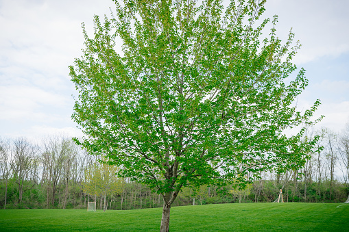 green tree in an United States meadow.