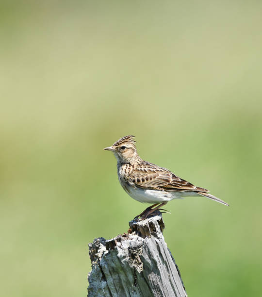 istock Eurasian skylark of perch 956898220