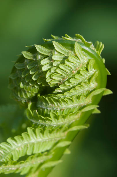 istock Closeup curled fern frond in spring 956902734