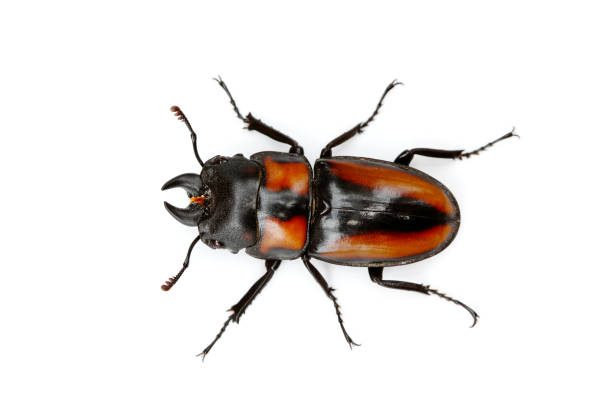 istock Prosopocoilus inquinatus 956908212